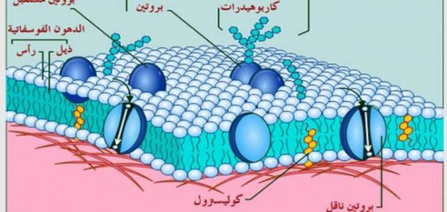 ما الذي يتحكم في مرور المواد في الخلية واليها