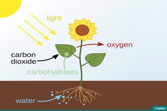 تفيد عملية البناء الضوئي للنبات في انتاج