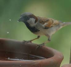 أفكار لوضع الماء للطيور