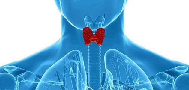 تجربتي مع نشاط الغدرة الدرقية
