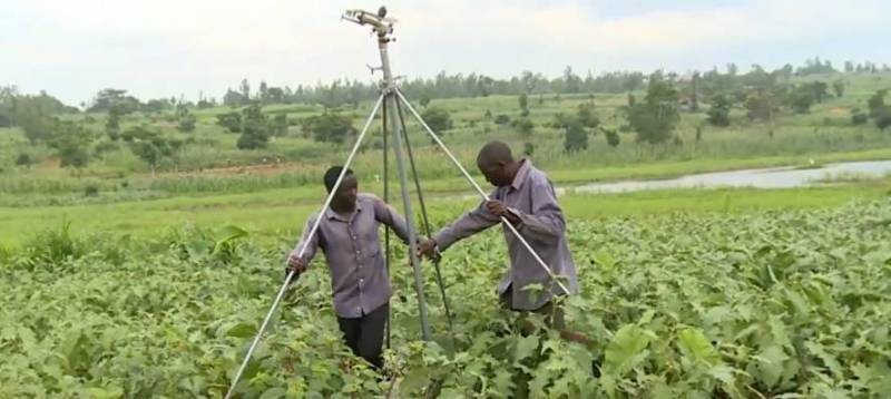 الزراعة في رواندا