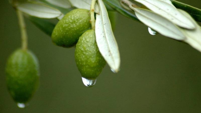 benefits of olive leaf sugar treatment