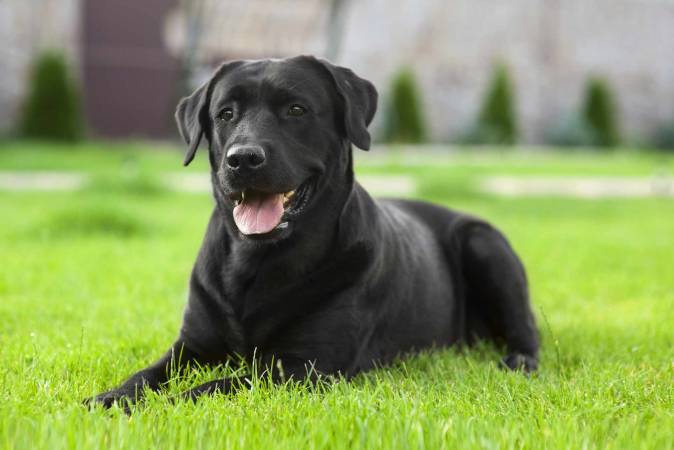 Толкување на соништата и визиите на црно куче во сон - информативна страница