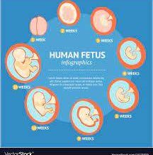 Stages of fetal growth3