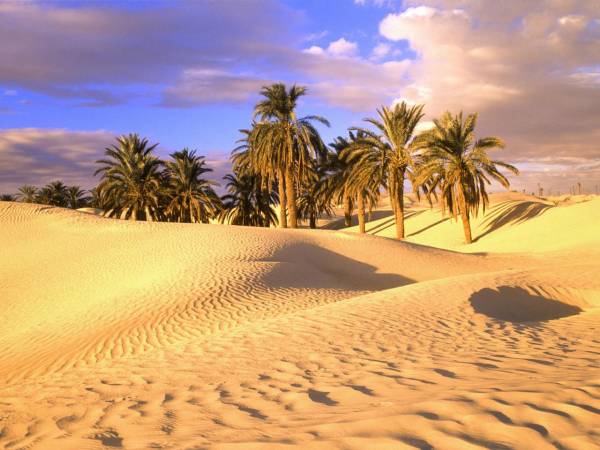 البيئة الصحراوية