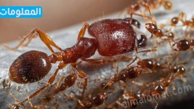 تفسير النمل في المنام معني حلم النمل