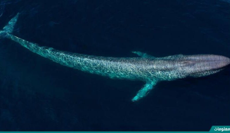 كم طول الحوت الازرق
