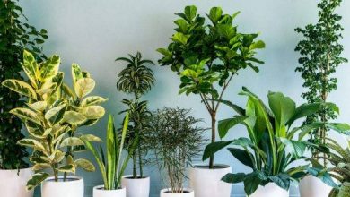 أنواع النباتات المنزلية وكيفية العناية بها