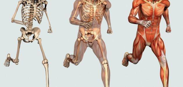 الهيكل العظمي للانسان بالتفصيل