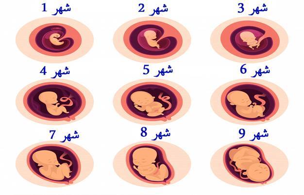 مراحل تكوين الجنين1