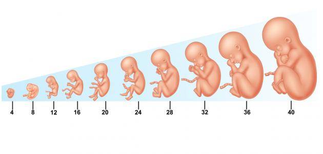 مراحل تكوين الجنين2