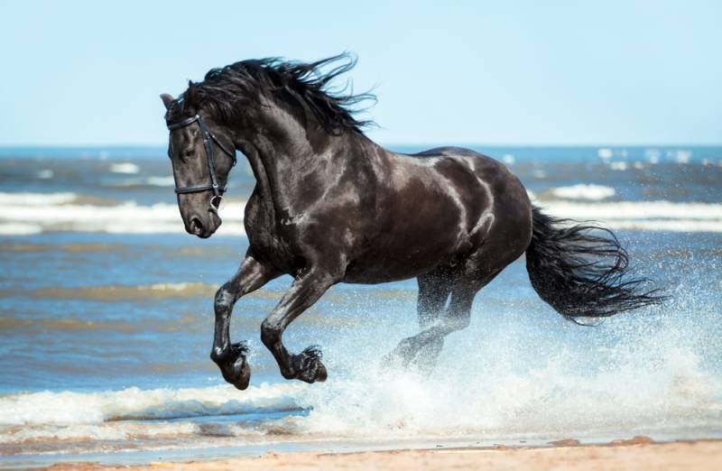 اجمل حصان في العالم في تركيا ومن اصل تركي