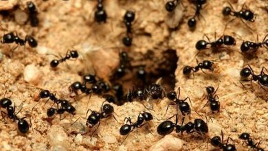 صفات-عش-النمل-الغريب