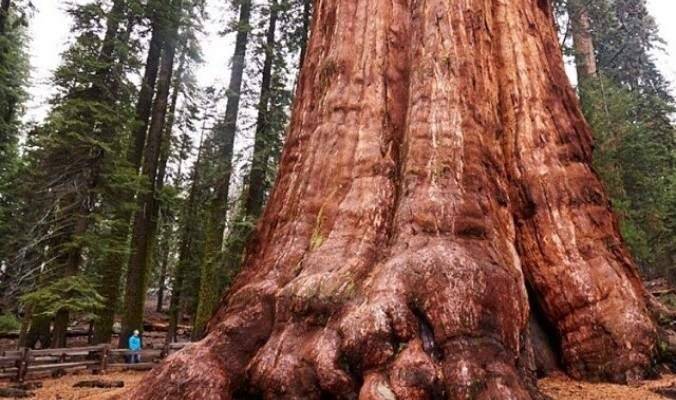 أكبر شجرة في العالم 