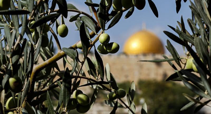 اكثر الأشجار المنتشرة في فلسطين 