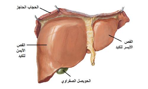 أعراض-اختلال-وظائف-الكبد