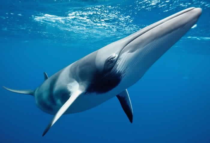 أكبر حيوان بحري في العالم