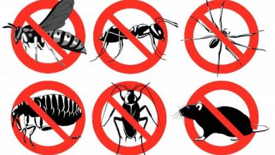 كيف يمكن مكافحة الحشرات والافات دون استخدام المواد الكيميائية7