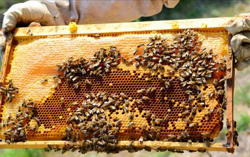 كيفية تربية النحل