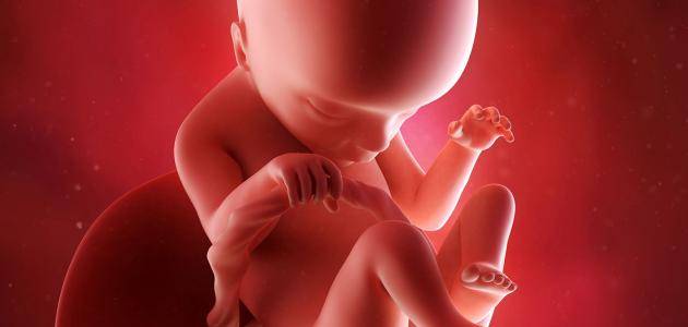 أسباب عدم نمو الجنين داخل كيس الحمل1