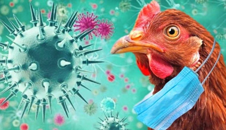 الطيور اعراض انفلونزا أعراض انفلونزا