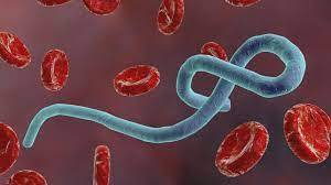 ما-هو-مرض-الإيبولا؟