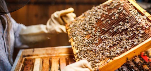كيفية تربية النحل