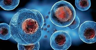ما هي الخلايا الشوكية؟