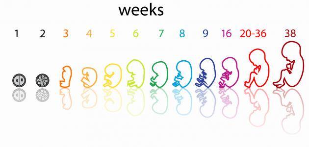 مراحل نمو الجنين في الشهر الأول 1