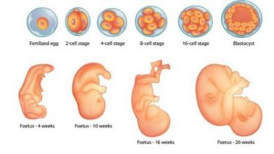 مراحل نمو الجنين في الشهر الأول