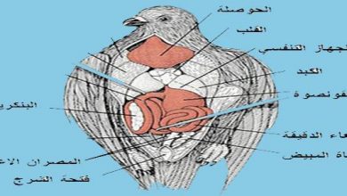 وظيفة غدة البنكرياس لدى الحمام