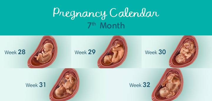 Pregnancy Calendar 720x345 Month7 UK