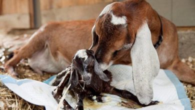كيفية مساعدة الماعز على الولادة عند تعسرها