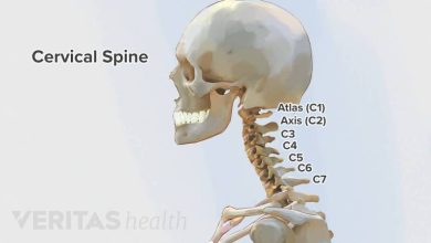 Adult Cervical Spine anatomy overview