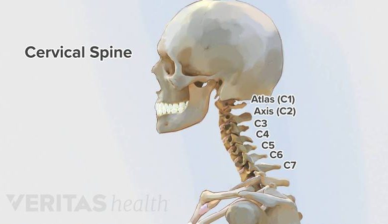 Adult Cervical Spine anatomy overview