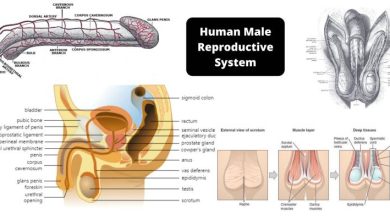 Human Male Reproductive System scaled 1