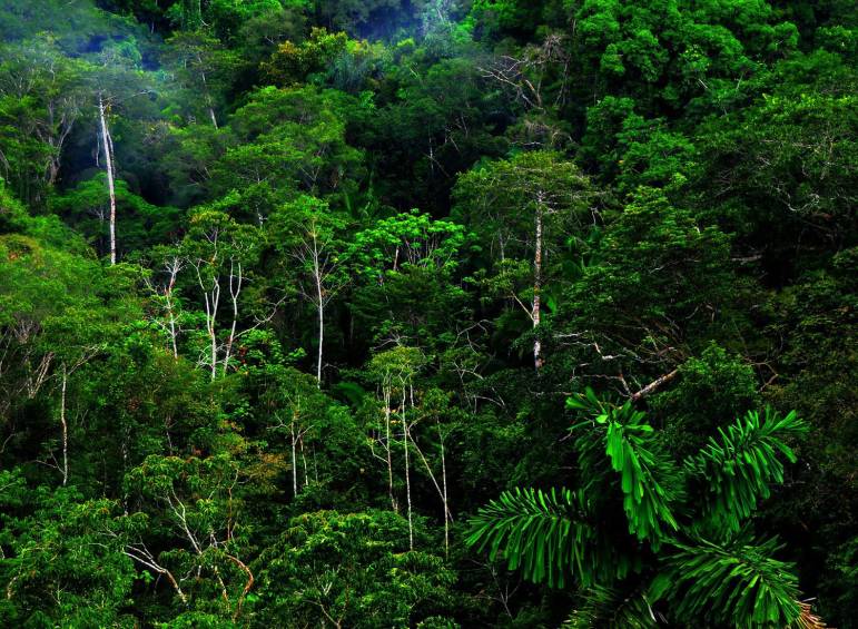 أهمية الغابات المطيرة
