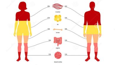 human body composition infographic diagram male female silhouettes percentage proportions muscle tissue fat blood 237292424