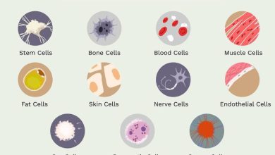 types of cells in the body 373388 v3 5b76f0ad46e0fb0050ba820e