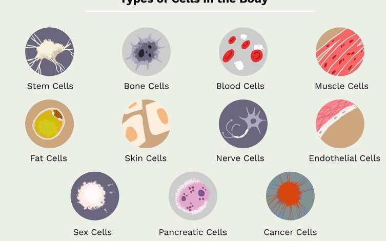 types of cells in the body 373388 v3 5b76f0ad46e0fb0050ba820e