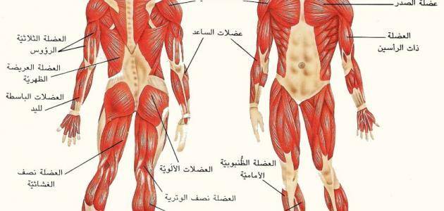 عضلة في جسم الإنسان1