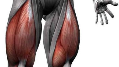 عضلة في جسم الإنسان