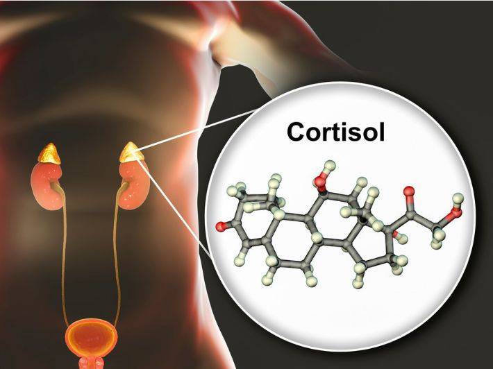 ما هو هرمون الكورتيزول