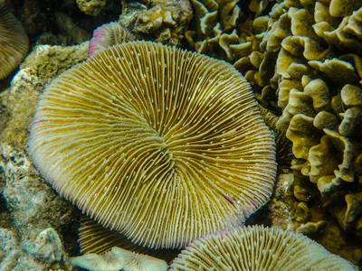 حيوان المرجان البحري