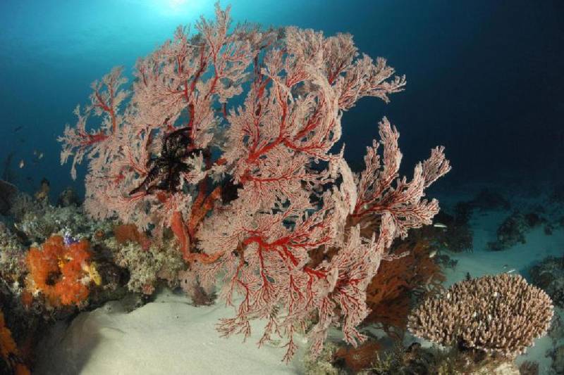الشعاب المرجانية الناعمة 