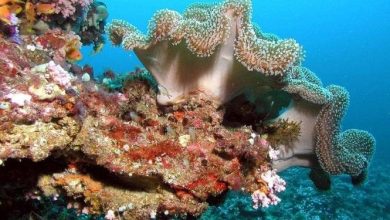 حيوان المرجان البحري