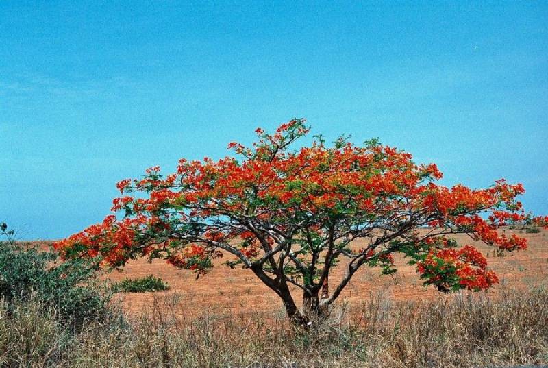 أنواع النباتات الطبيعية( شجرة الأكاسيا الحمراء)
