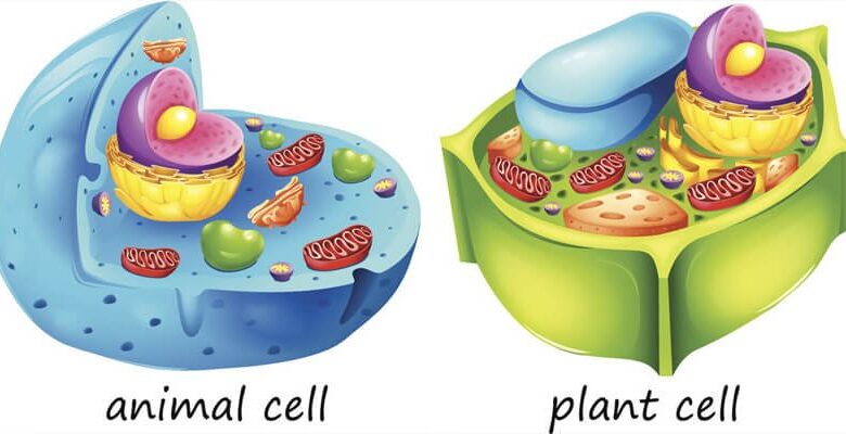 ما هو الفرق بين الخلية الحيوانية والنباتية